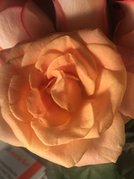 Godolias Rosemarie Haarmoden